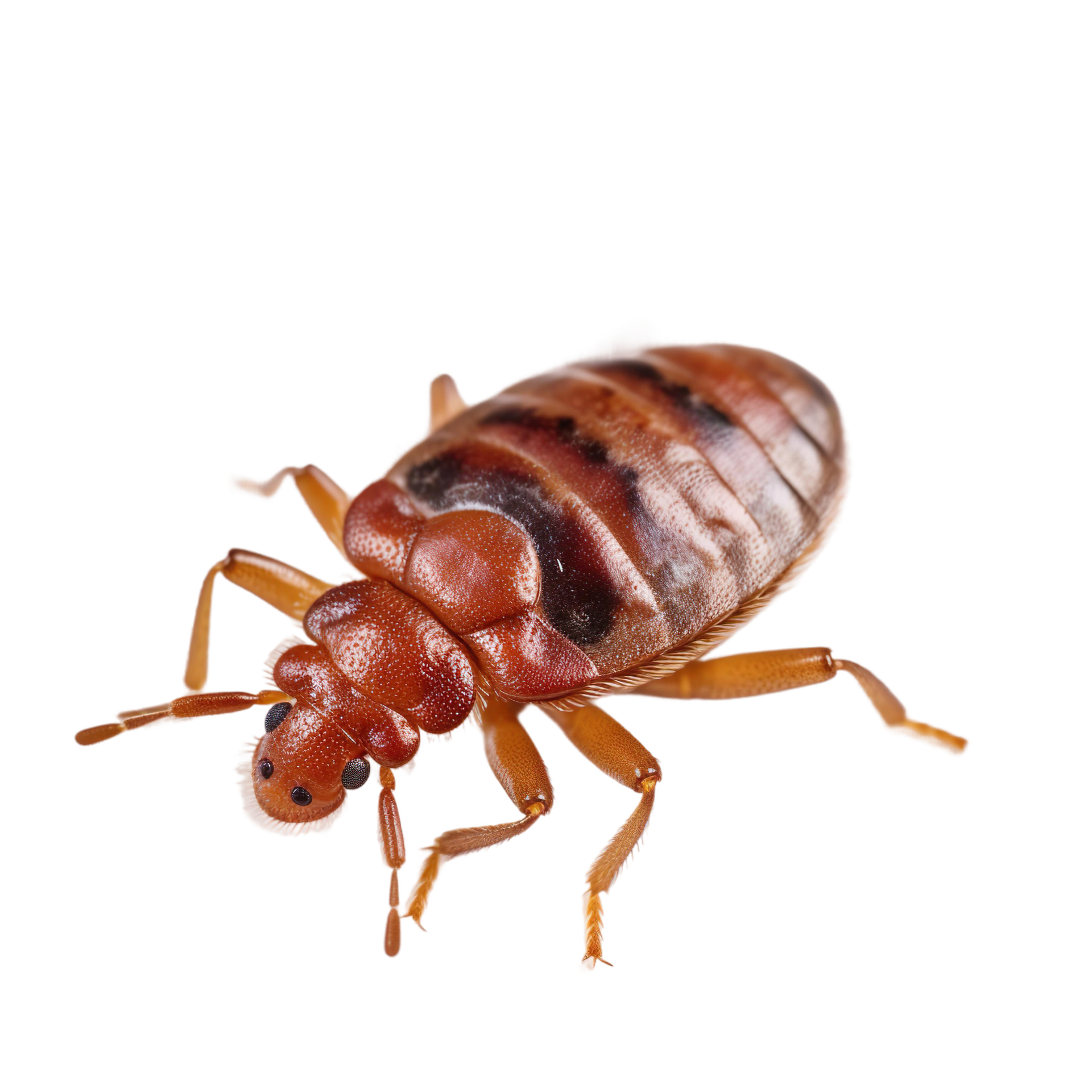 ANTIPESTI
